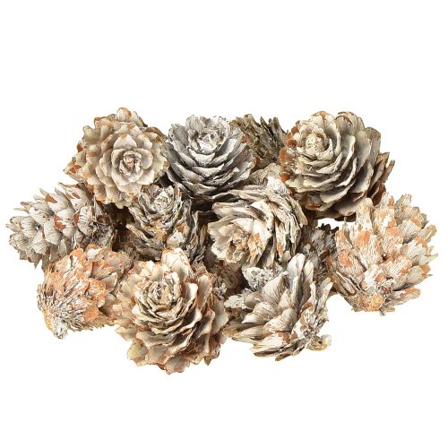 Article Pommes de pin blanchies dans un filet 2,5-3,5 cm 500 g