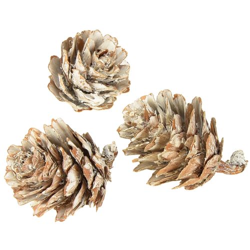 Article Pommes de pin blanchies dans un filet 2,5-3,5 cm 500 g