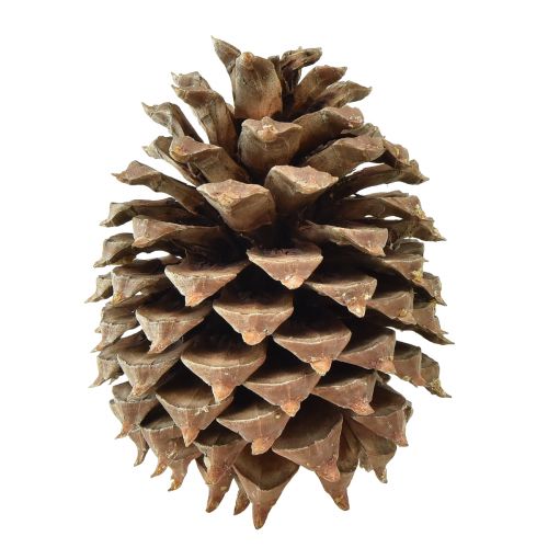 Article Pommes de pin Coulter pin naturel Ø13cm H18cm 1 pce