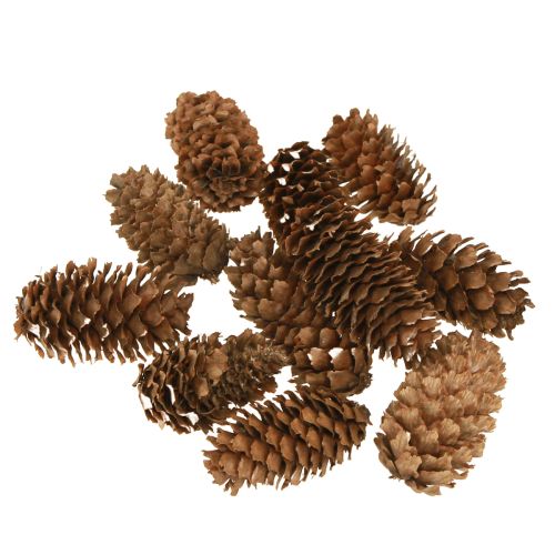 Floristik24 Petits cônes de pruche décoratifs naturels Avent 3-4cm 100g