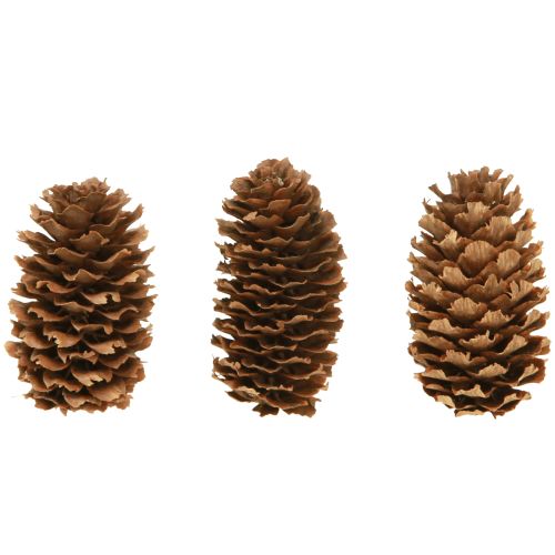 Floristik24 Petits cônes de pruche décoratifs naturels Avent 3-4cm 100g