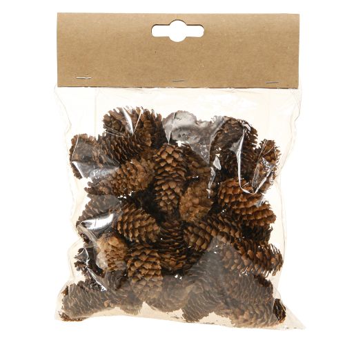Floristik24 Petits cônes de pruche décoratifs naturels Avent 3-4cm 100g