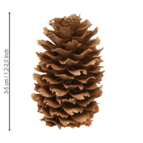 Article Petits cônes de pruche décoratifs naturels Avent 3-4cm 100g