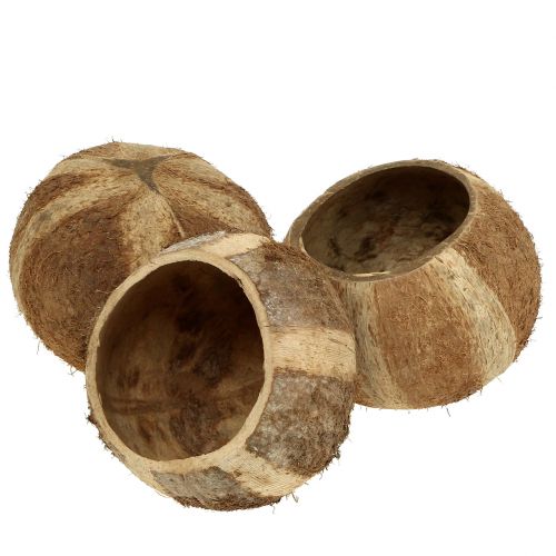 Floristik24 Coquille de noix de coco naturelle 5pcs