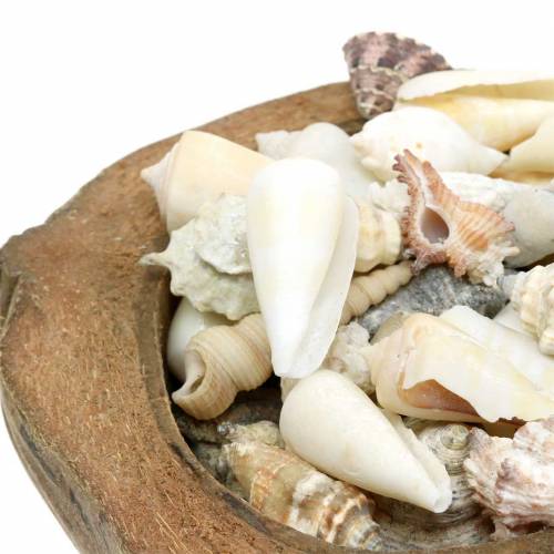 Floristik24 Déco Mer du Sud noix de coco aux moules 20cm 250g