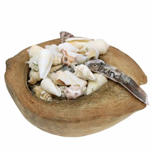 Déco Mer du Sud noix de coco aux moules 20cm 250g