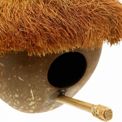 Floristik24 Noix de coco comme nichoir, nichoir à accrocher, décoration noix de coco Ø16cm L46cm