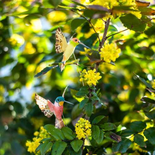 Floristik24 Colibri avec fil 5.5cm L22cm assorti 12pcs