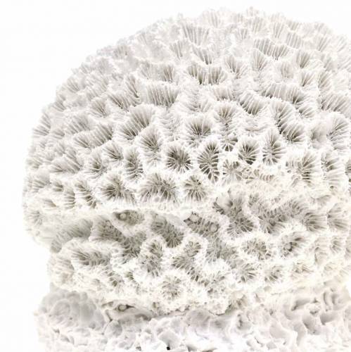 Floristik24 Maritime Deco Coral Plâtre Blanc Ø10cm 2pcs