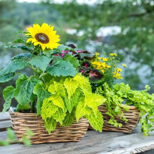 Article Boîte panier en saule pelé couleur naturelle boîte à fleurs lot de 2