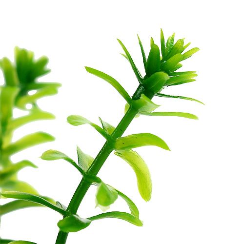 Floristik24 Herbes en pot 16cm vert