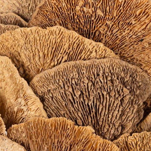 Couronne de champignons arboricoles, couleur naturelle, pour décoration de porte ou de mur, 37 cm | Floristik24.be