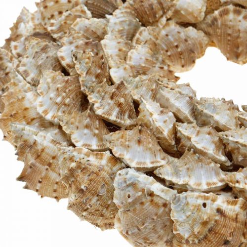 Floristik24 Déco guirlande escargots Décoration maritime porte guirlande escargots de mer Ø25cm