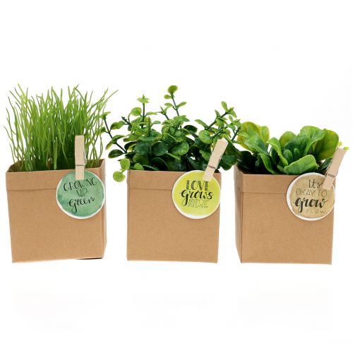 Floristik24 Herbes en pot de papier 3pcs