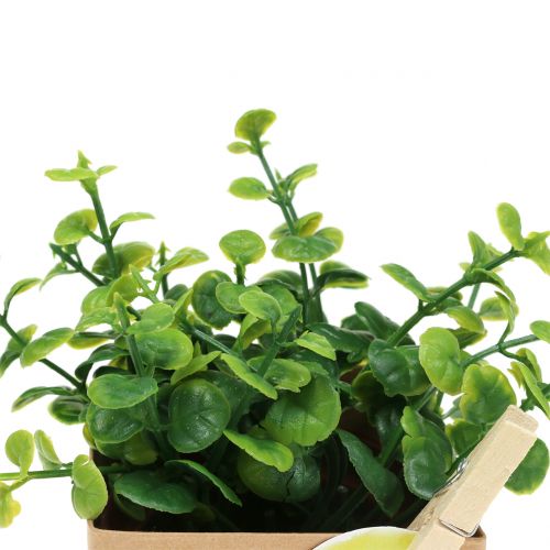 Floristik24 Herbes en pot de papier 3pcs