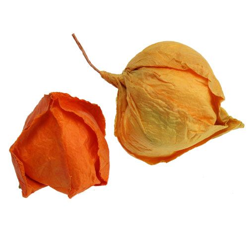 Article Physalis artificiel 48 pièces