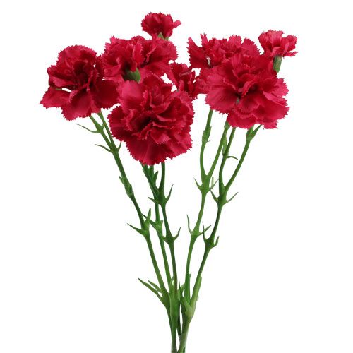 Floristik24 Oeillet artificiel fuchsia 30 cm 5 p.