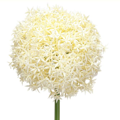 Floristik24 Oignon Ornemental Allium Artificiel Blanc Crème Ø18cm L90cm