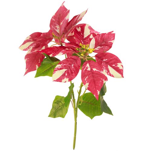 Floristik24 Etoile de Noël artificielle rouge crème L35cm 6pcs 2 bouquet