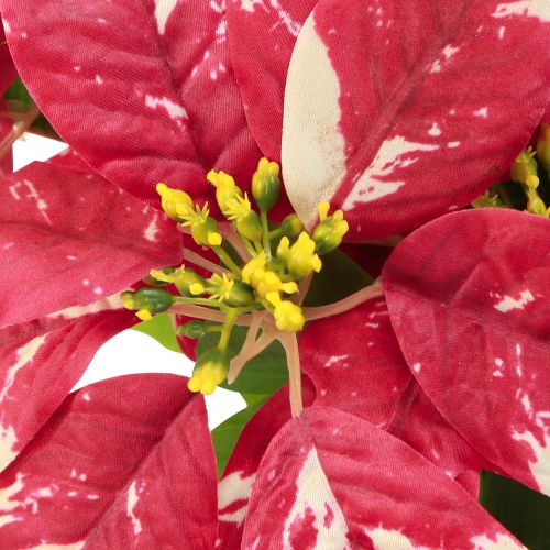 Article Etoile de Noël artificielle rouge crème L35cm 6pcs 2 bouquet