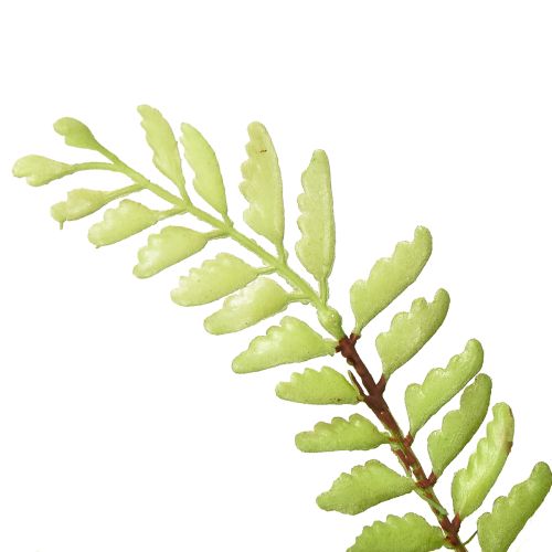 Article Décoration de fougère artificielle fougère artificielle plante artificielle verte 42cm