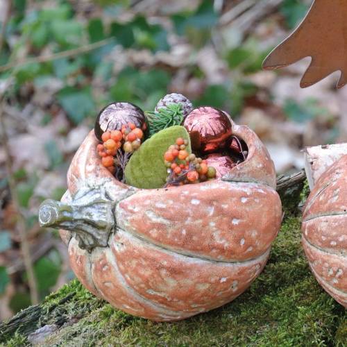 Floristik24 Citrouille à planter Orange 19×15×16cm