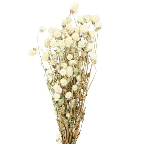 Floristik24 Globe Amarante Gomphrena Globosa Crème Naturelle L45cm 100g