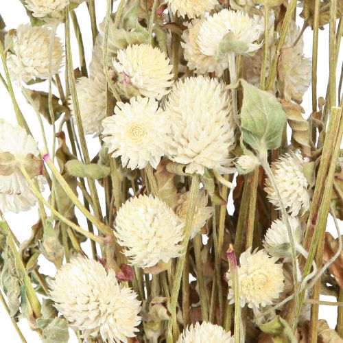 Floristik24 Globe Amarante Gomphrena Globosa Crème Naturelle L45cm 100g