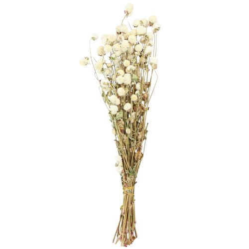 Floristik24 Globe Amarante Gomphrena Globosa Crème Naturelle L45cm 100g