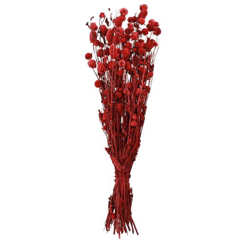 Article Globe amarante Gomphrena Globosa rouge foncé L45cm 100g