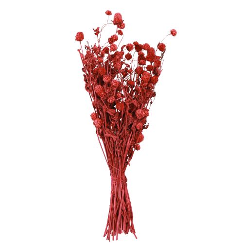 Article Globe amarante Gomphrena Globosa rouge vif L45cm 100g
