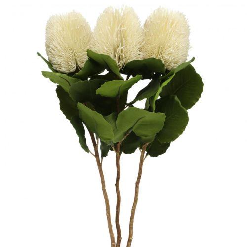 Article Fleurs artificielles, Banksia, Proteaceae Blanc crème L58cm H6cm 3pcs