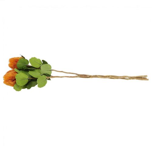 Floristik24 Fleurs artificielles, Banksia, Proteaceae Orange L58cm H6cm 3 pcs