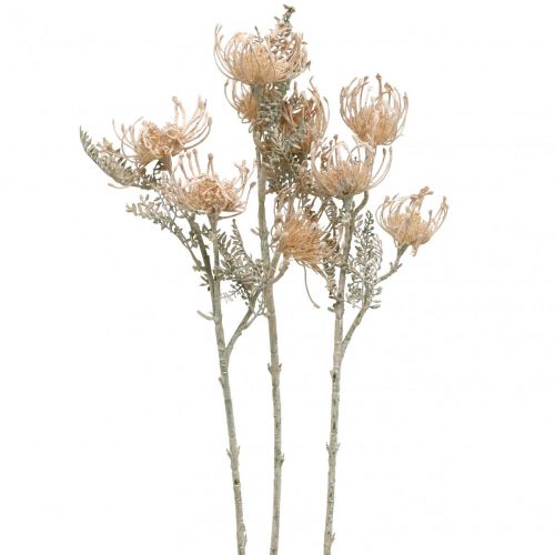 Article Fleurs Artificielles, Fleur en Coussinet, Leucospermum, Proteaceae Blanc Lavé L58cm 3pcs