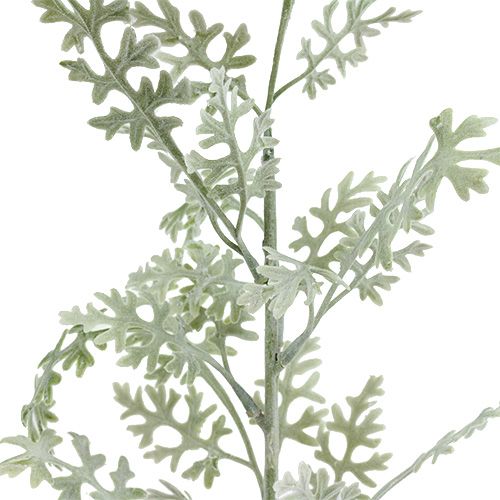 Floristik24 Cinéraire argentée blanc-vert 40 cm 6 p.