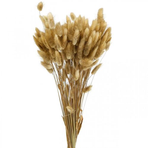 Floristik24 Lagurus Herbe de Queue de Lapin Séchée Naturelle 65-70cm 100g