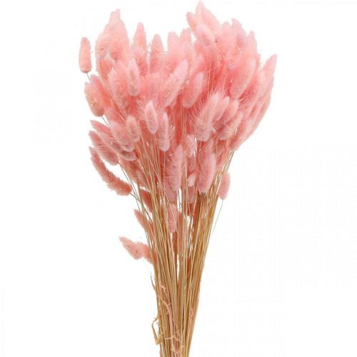 Lagurus herbe de queue de lapin séchée rose clair 65-70cm 100g
