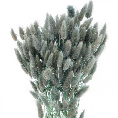 Floristik24 Lagurus Queue de Lapin Séchée Herbe Bleu Vert 65-70cm 100g