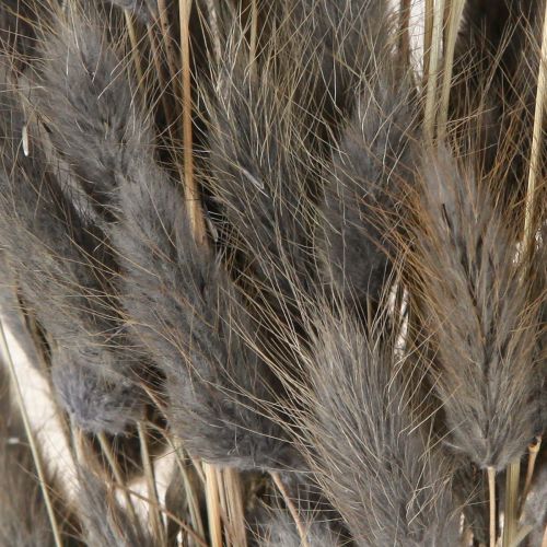 Article Lagurus Herbe de queue de lièvre séchée Gris 45-55cm 50g