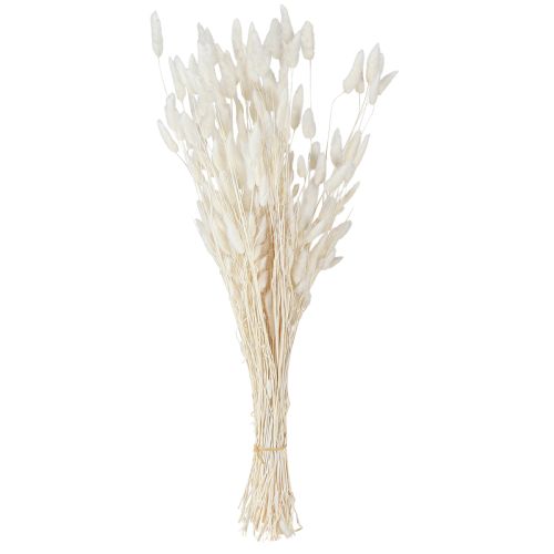 Floristik24 Fleurs séchées Lagure ovale Gros-minet Crème 55-70cm 100g