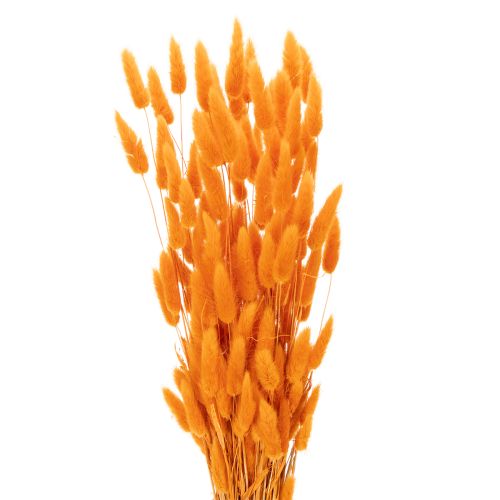 Lagurus, bouquet d'herbe veloutée séchée, 70 cm, 100 g