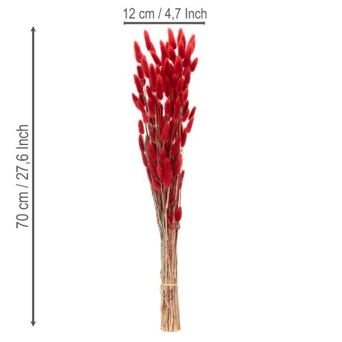 Bouquet de Lagurus séchés, décoration florale séchée, 70 cm, 100 g | Floristik24.be