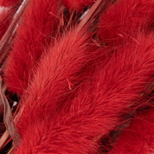 Bouquet de Lagurus séchés, décoration florale séchée, 70 cm, 100 g | Floristik24.be