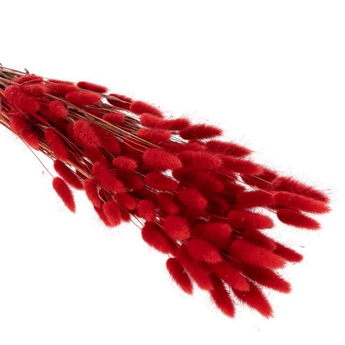 Bouquet de Lagurus séchés, décoration florale séchée, 70 cm, 100 g | Floristik24.be