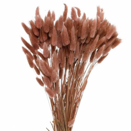 Article Fleuristerie sèche herbe de queue de lapin Lagurus brun rougeâtre 100g