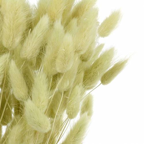 Article Velvet Grass Lagurus Vert Clair 100g Herbes Sèches