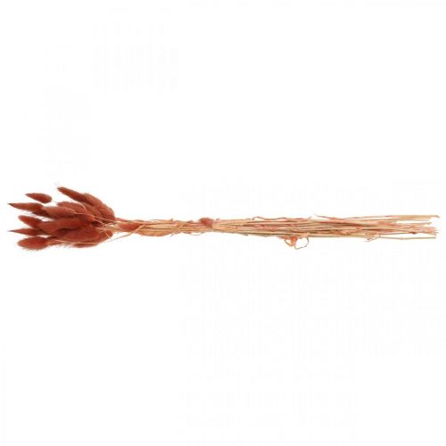 Floristik24 Herbe sèche rouge rouille, décoration naturelle, Lagurus, fleuristerie sèche L45–50cm 30 pièces