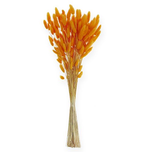 Floristik24 Herbe décorative Orange Lagurus 100gr