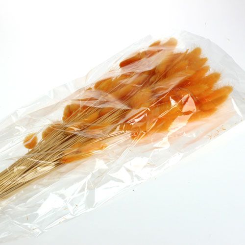 Floristik24 Herbe décorative Orange Lagurus 100gr