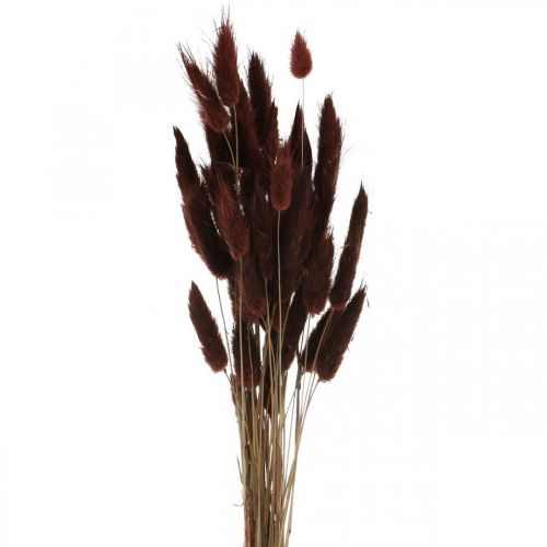 Fleuristerie sèche, herbe décorative, Lagurus Brown L35–50cm 25g